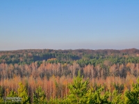 Widok na lasy z hałdy Kostuchna