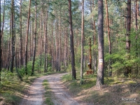 Lasy Załęczańskiego Parku Krajobrazowego