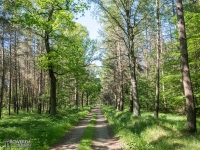 Lasy Pszczyńskie