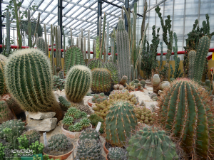 Setki kaktusów w gliwickiej Palmiarni