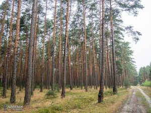 Droga leśna w Kamińsku