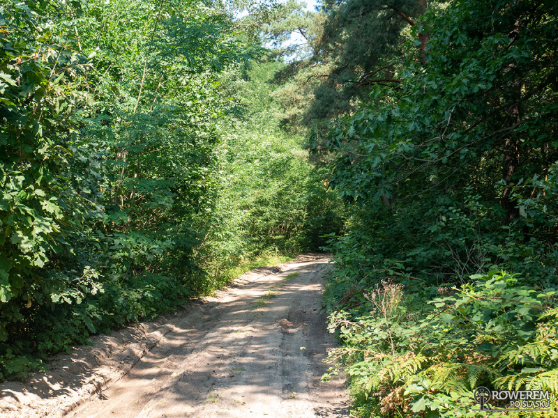 Piaszczysta droga przez obszar Natura 2000 "Lemańskie Jodły"