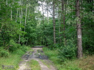 Leśny odcinek w okolicy Przemszy
