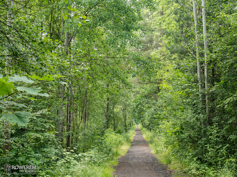 Droga leśna do Parku Bolina