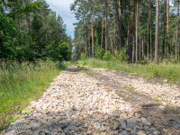 Najsłabszy odcinek szlaku - kamieństa droga leśna między Zieloną a Kaletami