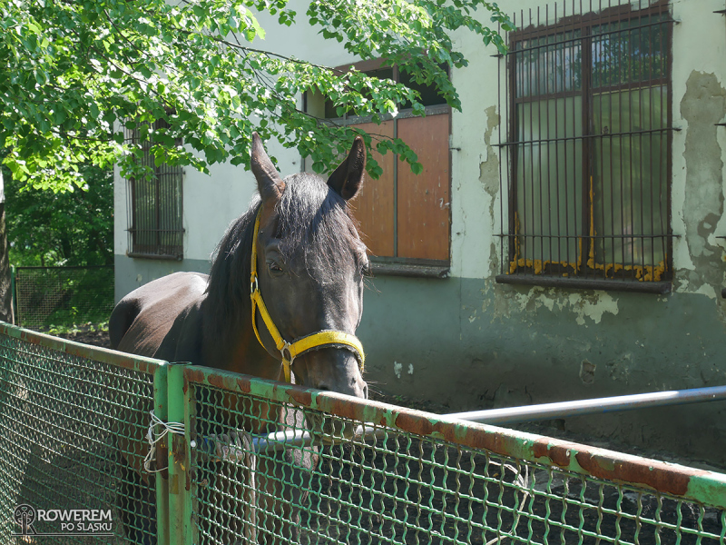 Koń z Katowickiego Klubu Jeździeckiego