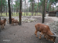 Mini zoo - Park Kuronia w Sosnowcu