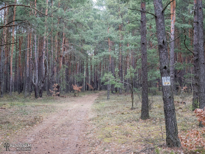 Odcinek leśny między Przybynowem a Ostrowem