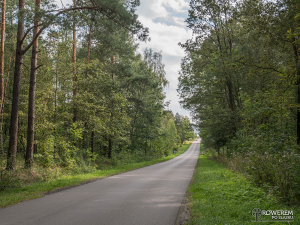 Droga przez las do Opatowa