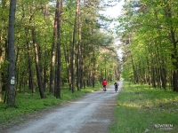 Droga leśna prowadząca do Rud