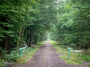 Leśny odcinek w Mikulczycach