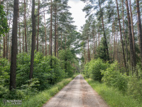 Lasy Lublinieckie